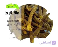 گیاه عاقرقرحا