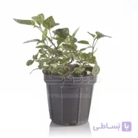 گیاه آپارتمانی گل سنگ ارتفاع 17 سانتی متر