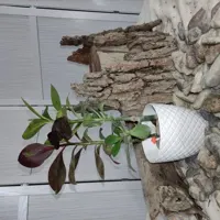گل فردوس ا Synadenium Granti