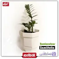 گیاه زامیفولیا سبز