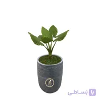 گیاه طبیعی بابا آدم سایز کوچک