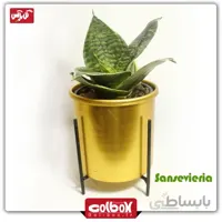 گل سانسوریا مینیاتوری لبه سفید