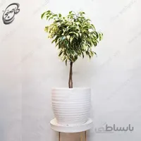 سفارش گل آنلاین – فیکوس بنجامین ابلق طرح F-030