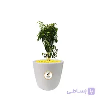 گیاه طبیعی بنجامین سبز بزرگ مدل GN13-12L
