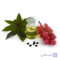 بذر کرچک