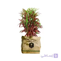 گیاه طبیعی کروتون رشته ای گلباران سبز مدل GN13-2FK