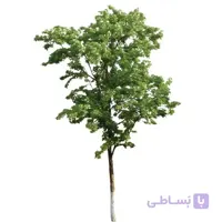 بذر درخت اکالیپتوس