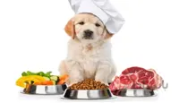 مشاوره آنلاین تغذیه حیوانات خانگی