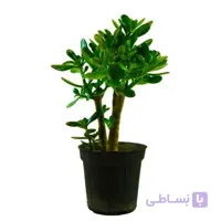 گیاه آپارتمانی کراسولا