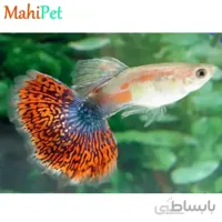 ماهی گوپی کبری 3 تا 5 (جفت)