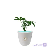 گیاه طبیعی شفلرا سبز کوچک گلباران