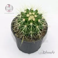 کاکتوس اچینو تیغ سفید
