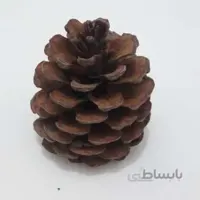 میوه کاج تزئینی (رنگی و رنگ طبیعی) ونداهایپر - طلایی