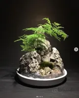 تركيبى از صخره و بونسای مارچوبه زينتى ( گلدانی )