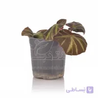 گیاه آپارتمانی بگونیا رکس 28 سانتی متری