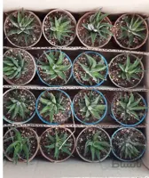 پک ساکولنت هاورتیا زبرا گورخری 16 عددی (گلدان8)