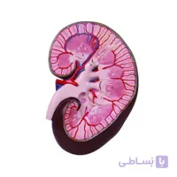 مولاژ کلیه دیواری