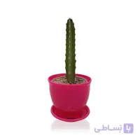 کاکتوس استاپلیا در گلدان پلاستیکی 3010