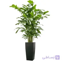 بذر نخل کاریوتا دم ماهی
