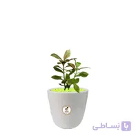 گیاه طبیعی فردوس کوچک گلباران