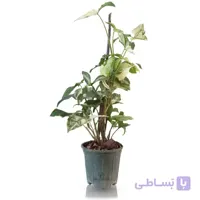 گیاه آپارتمانی سینگونیوم سنگ زمرد ارتفاع 50 سانتی متر