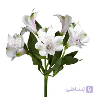 آلسترومریا دسته ای