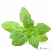 بذر پونه