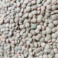 عدس درشت فله مقدار 500 گرم