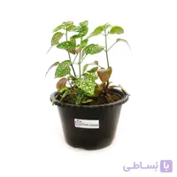 گیاه آپارتمانی گل سنگ