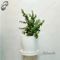 سفارش گل آنلاین – کراسولا خرفه ای طرح C-040