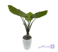 بابا آدم طرح E018 ( ارسال گل رایگان )