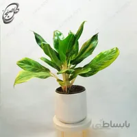 سفارش گل آنلاین – آگلونما طلایی طرح A-022