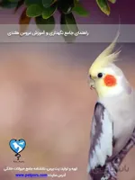 راهنمای جامع نگهداری و آموزش عروس هلندی