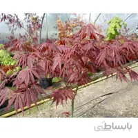 افرا قرمز