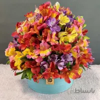 باکس گل آلسترومریا رنگی