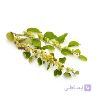 بذر درخت کنار