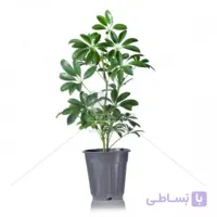 گیاه آپارتمانی شفلرا (درخت چتر) 50 سانتی متری