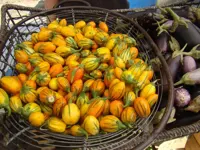 بذر بادمجان توگا ( اورجینال خارجی )