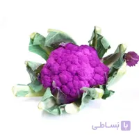بذر گل کلم بنفش
