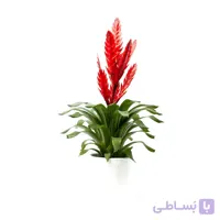 گیاه آپارتمانی ورزیا قرمز | سایز بزرگ