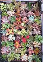 پکیج 550 عددی ساکولنت ممتاز (گلدان6)عمده