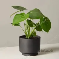 برگ انجیری طرح SB03
