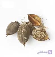 بذر پالونیا فورتونی (بسته 1000 عددی)