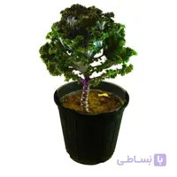 گیاه کلم زینتی بنفش