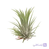گیاه هوازی تیلادنسیا آیونانتا