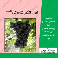 نهال گلدانی انگور شاهانی مکی