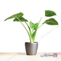 بابا آدم طرح E015 ( ارسال گل رایگان )