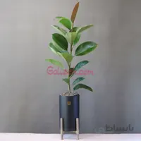فیکوس الاستیکا سبز