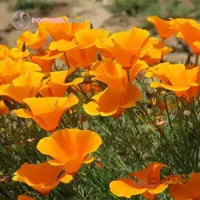 بذر گل خشخاش کالیفرنیایی