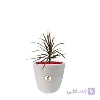 گیاه طبیعی دراسنا قرمز کوچک گلباران